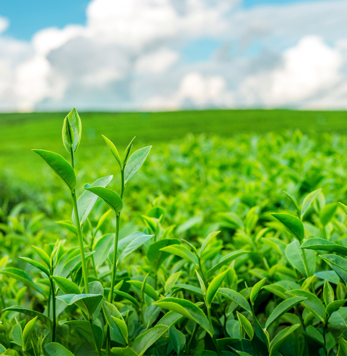 Agriculture